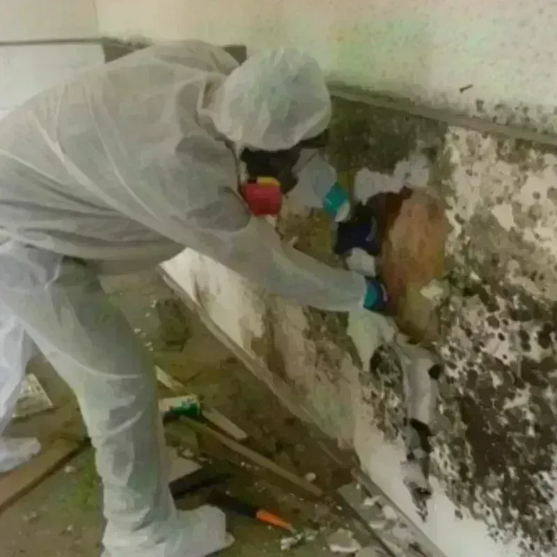 Mold Remediation and Removal in Weddington, NC